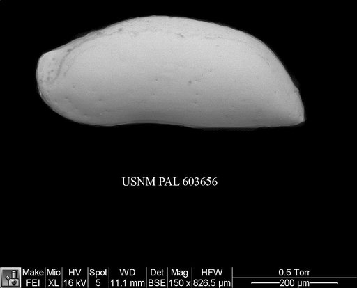 Argilloecia bensoni Barra et al., 1996