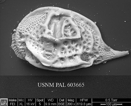 Paijenborchella cymbula Ruggieri, 1950