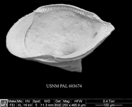 Cytheropteron aielloi Yasuhara et al., 2009