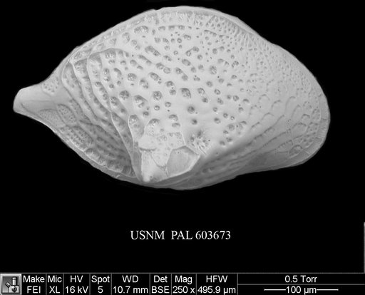 Cytheropteron aielloi Yasuhara et al., 2009