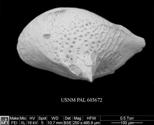 Cytheropteron aielloi Yasuhara et al., 2009