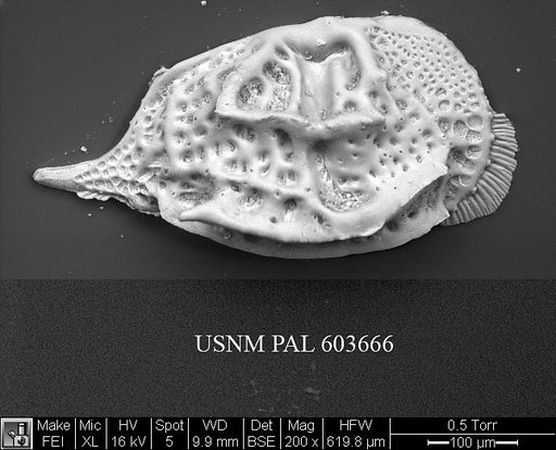 Paijenborchella cymbula Ruggieri, 1950