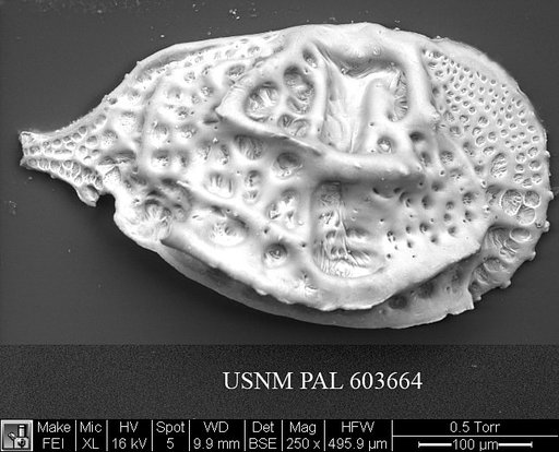 Paijenborchella cymbula Ruggieri, 1950