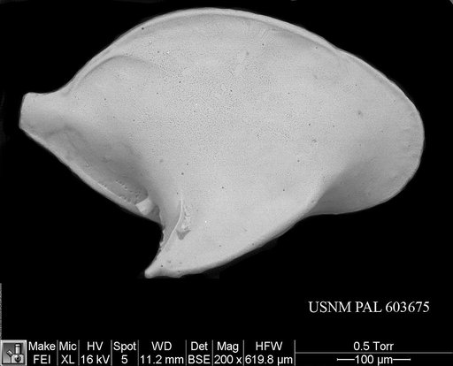 Cytheropteron alatum Sars, 1866