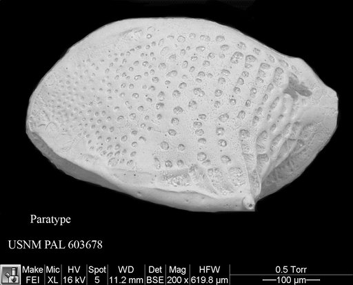 Cytheropteron colesopunctatum Yasuhara & Okahashi, 2015