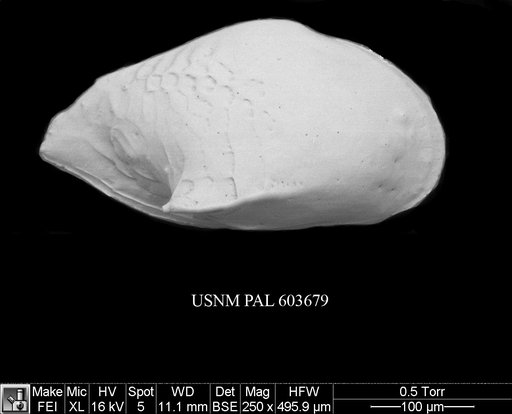 Cytheropteron didieae Yasuhara et al., 2009