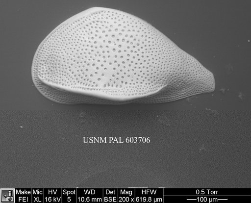 Cytheropteron perlaria Hao, 1988