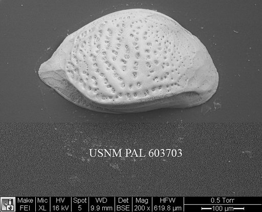 Cytheropteron pararhombiformis Zhao et al., 2000