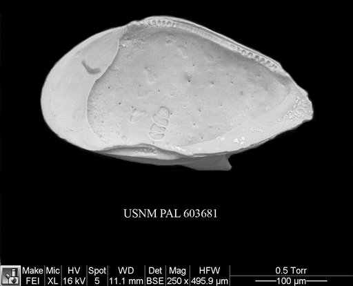 Cytheropteron didieae Yasuhara et al., 2009