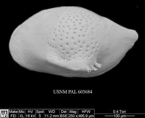 Cytheropteron fugu Yasuhara et al., 2009