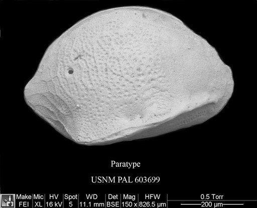 Cytheropteron paramediotumidum Yasuhara & Okahashi, 2015