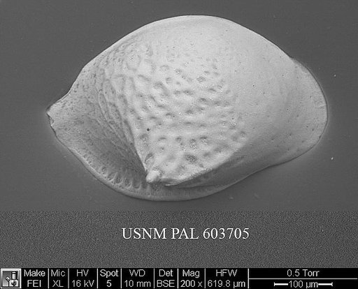 Cytheropteron paucipunctatum Whatley & Coles, 1987