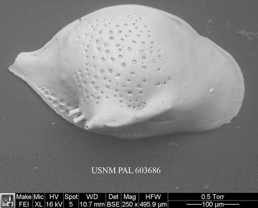 Cytheropteron fugu Yasuhara et al., 2009