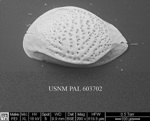 Cytheropteron pararhombiformis Zhao et al., 2000