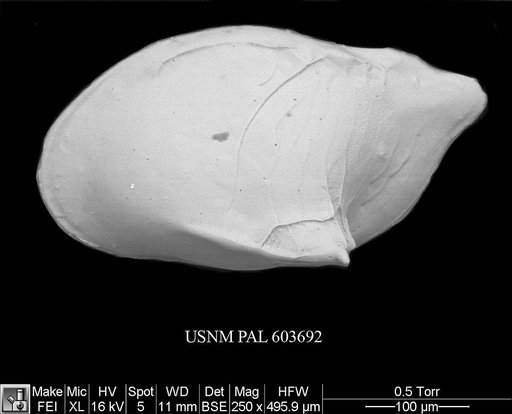 Cytheropteron inornatum Brady & Robertson, 1872