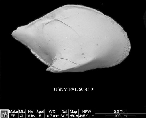Cytheropteron omega Aiello et al., 1996