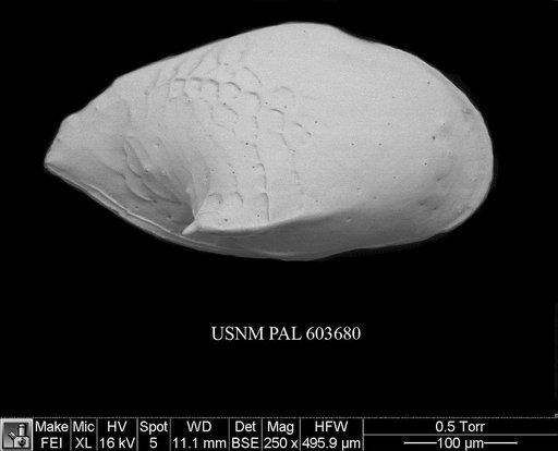 Cytheropteron didieae Yasuhara et al., 2009