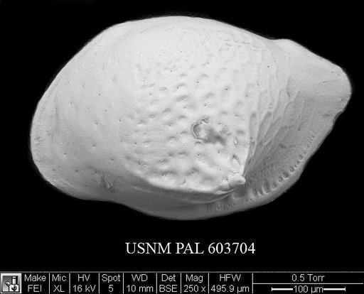 Cytheropteron paucipunctatum Whatley & Coles, 1987