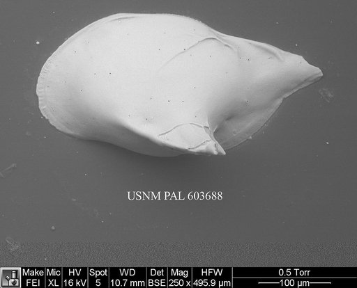 Cytheropteron omega Aiello et al., 1996