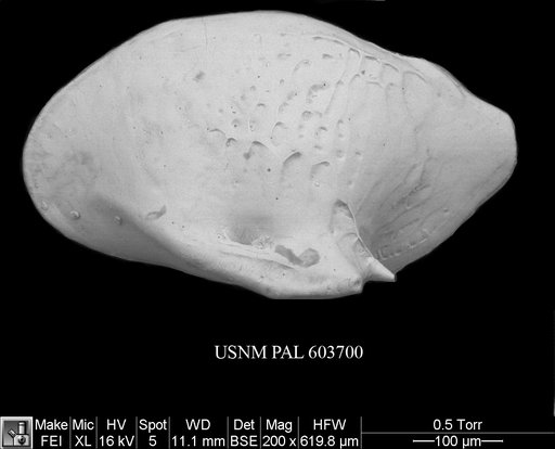 Cytheropteron demenocali Yasuhara et al., 2009