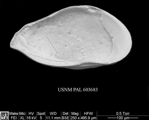 Cytheropteron didieae Yasuhara et al., 2009