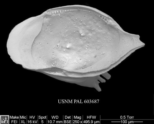 Cytheropteron fugu Yasuhara et al., 2009