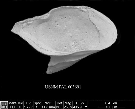 Cytheropteron omega Aiello et al., 1996