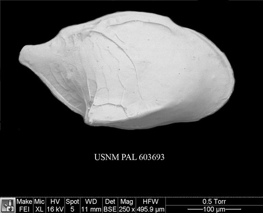 Cytheropteron inornatum Brady & Robertson, 1872