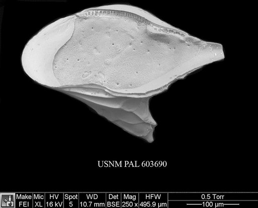 Cytheropteron omega Aiello et al., 1996