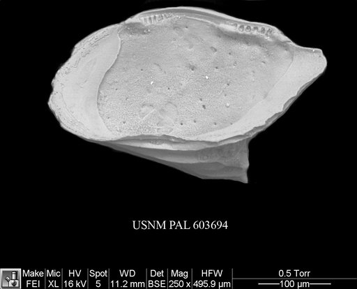Cytheropteron inornatum Brady & Robertson, 1872