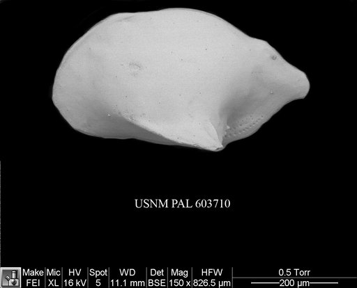 Cytheropteron pseudoalatum Colalongo & Pasini, 1980