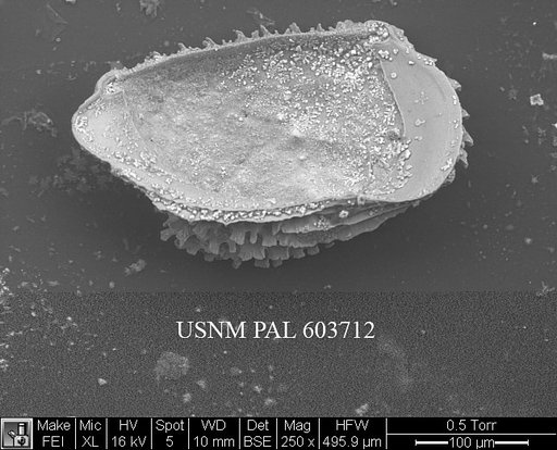 Eucytherura calabra (Colalongo & Pasini, 1980)