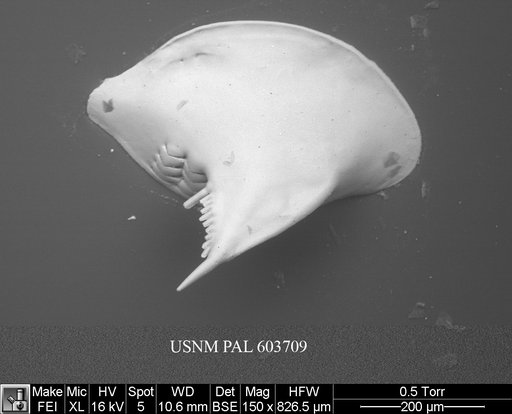 Cytheropteron pherozigzag Whatley et al., 1986