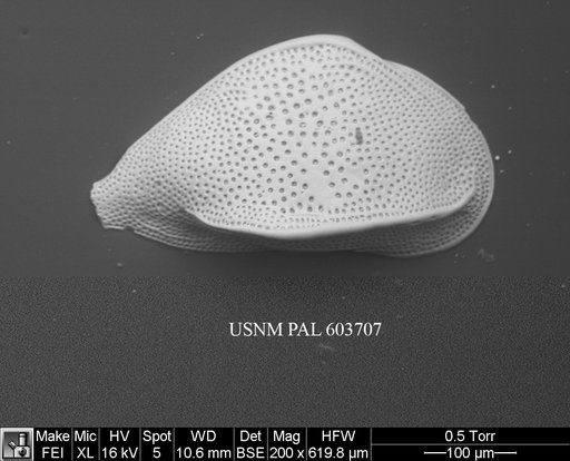 Cytheropteron perlaria Hao, 1988
