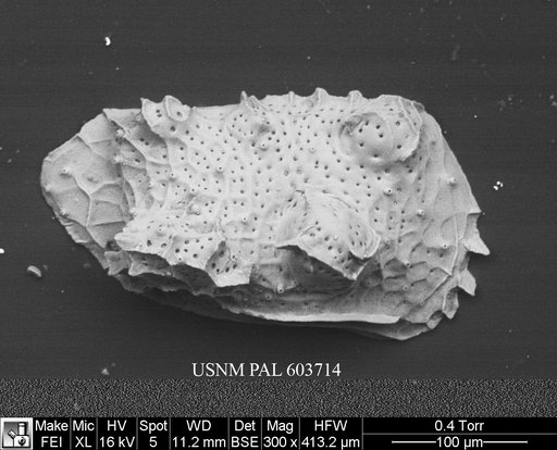 Eucytherura multituberculata Ayress et al., 1995