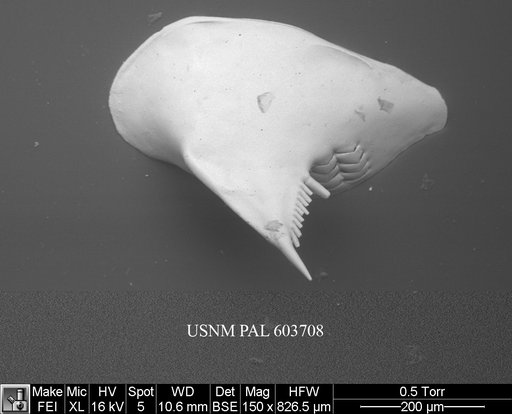 Cytheropteron pherozigzag Whatley et al., 1986