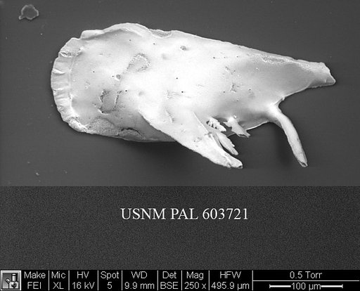 Pedicythere atroposopetasi Yasuhara et al., 2009