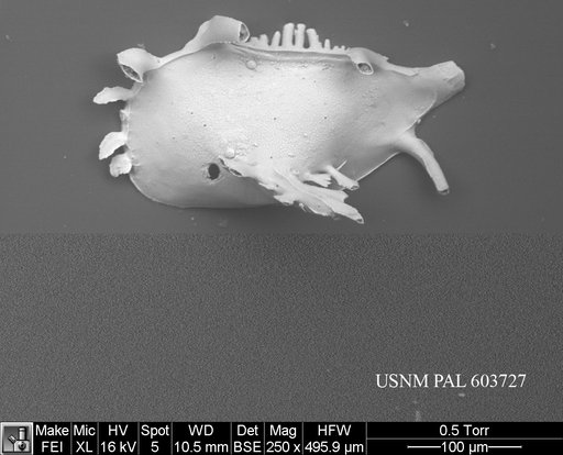 Pedicythere lachesisopetasi Yasuhara et al., 2009