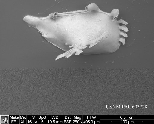 Pedicythere lachesisopetasi Yasuhara et al., 2009