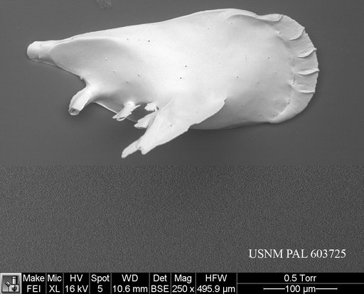 Pedicythere atroposopetasi Yasuhara et al., 2009