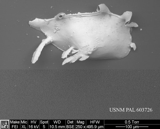 Pedicythere lachesisopetasi Yasuhara et al., 2009