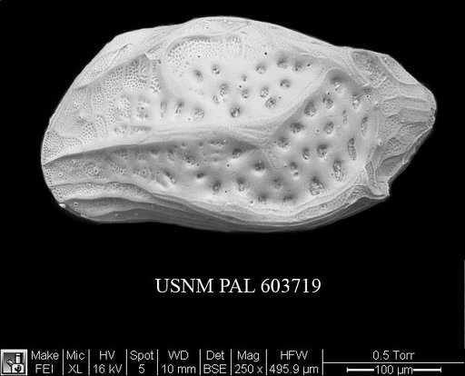 Kangarina abyssicola (Muller, 1894)