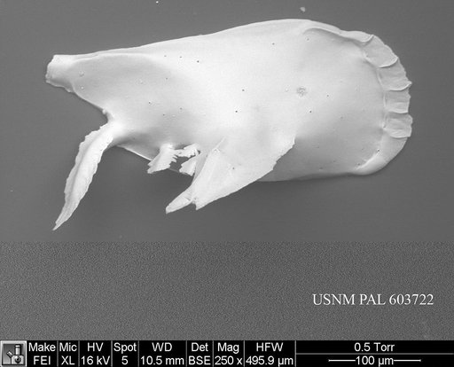 Pedicythere atroposopetasi Yasuhara et al., 2009