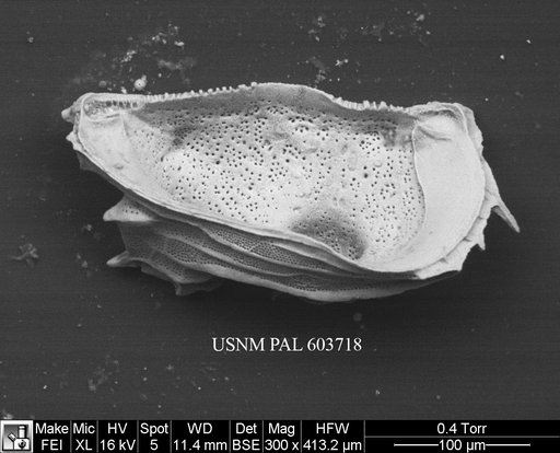 Eucytherura tetrapteron (Bonaduce et al., 1976)