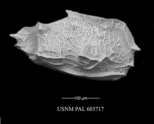 Eucytherura tetrapteron (Bonaduce et al., 1976)