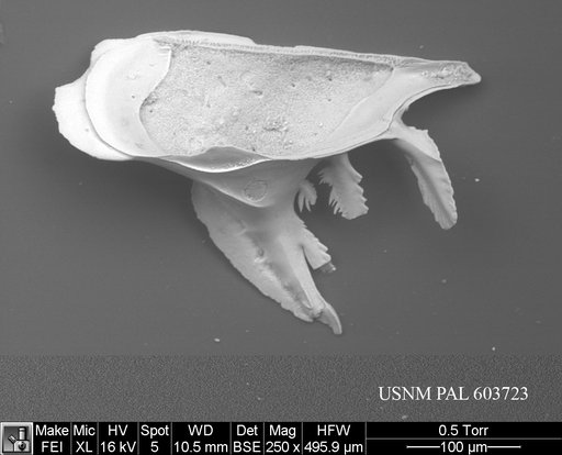Pedicythere atroposopetasi Yasuhara et al., 2009