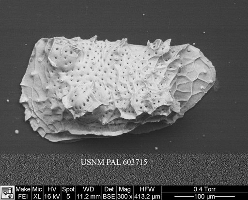 Eucytherura multituberculata Ayress et al., 1995