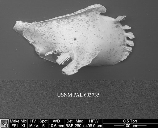 Pedicythere klothopetasi Yasuhara et al., 2009