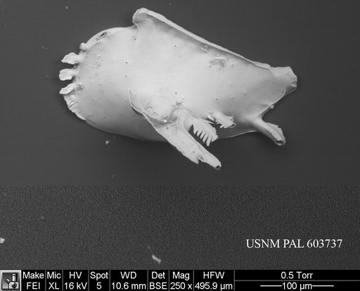 Pedicythere klothopetasi Yasuhara et al., 2009