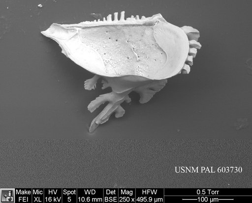 Pedicythere lachesisopetasi Yasuhara et al., 2009